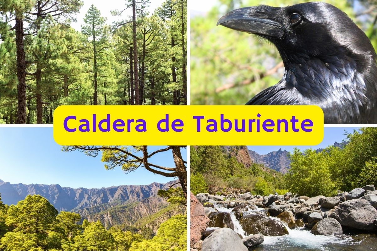 Caldera de Taburiente: Una Maravilla Natural de La Palma 🌋🏞️
