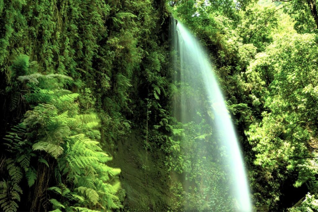 Imagen de la Reserva de la Biosfera de La Palma: El icónico bosque de Los Tilos, parte de la Reserva de la Biosfera de La Palma, muestra su exuberante vegetación y diversidad natural.