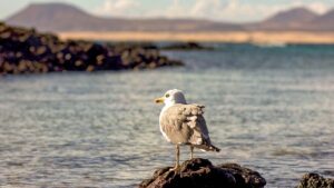 Cuántos habitantes tiene la Isla de Lobos | Fuerteventura