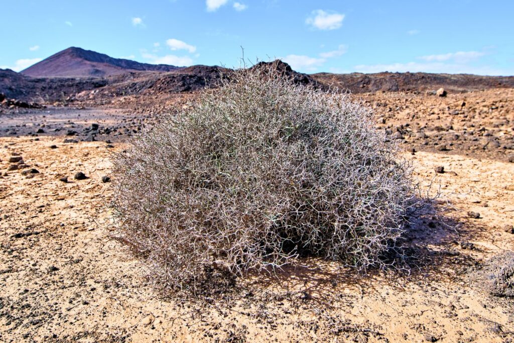 Paisaje Protegido de Malpaís Grande Fuerteventura: Un tesoro natural en el centro de la isla