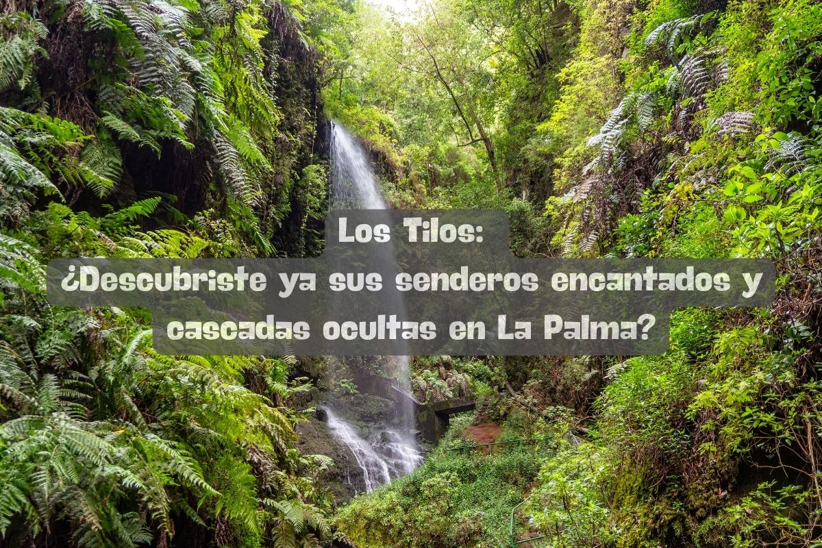 Los Tilos: ¿Descubriste ya sus senderos encantados y cascadas ocultas en La Palma?
