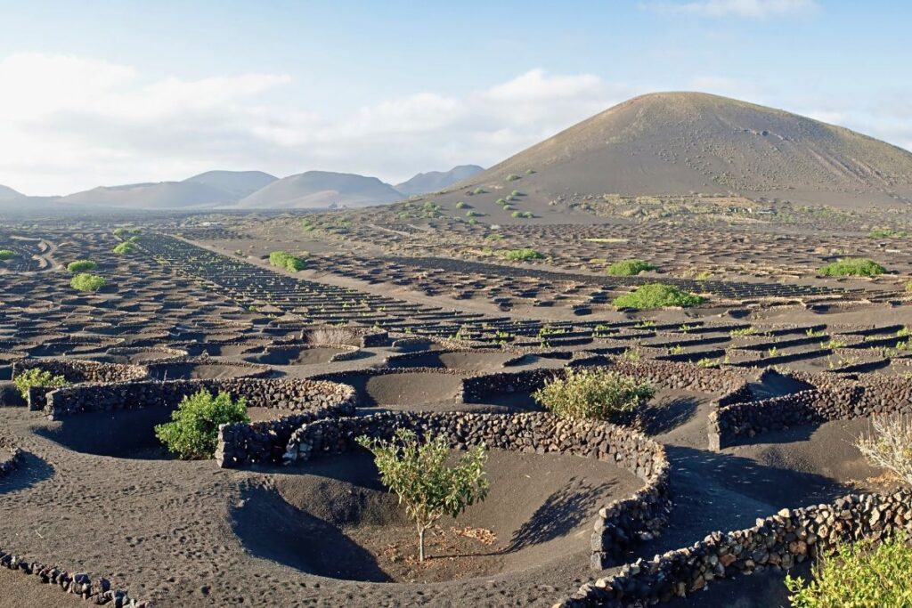 La Geria: ¿Que se cultiva en La Geria en Lanzarote?